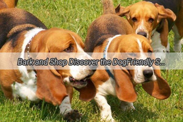 Bark and Shop Discover the DogFriendly Shopping Experience in Zhengzhous Latest Malls